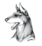 鉛筆とシャープペンシルで、ドーベルマンです。