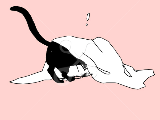 黒猫